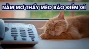 Giải mã giấc mơ mơ thấy mèo và những con số may mắn liên quan